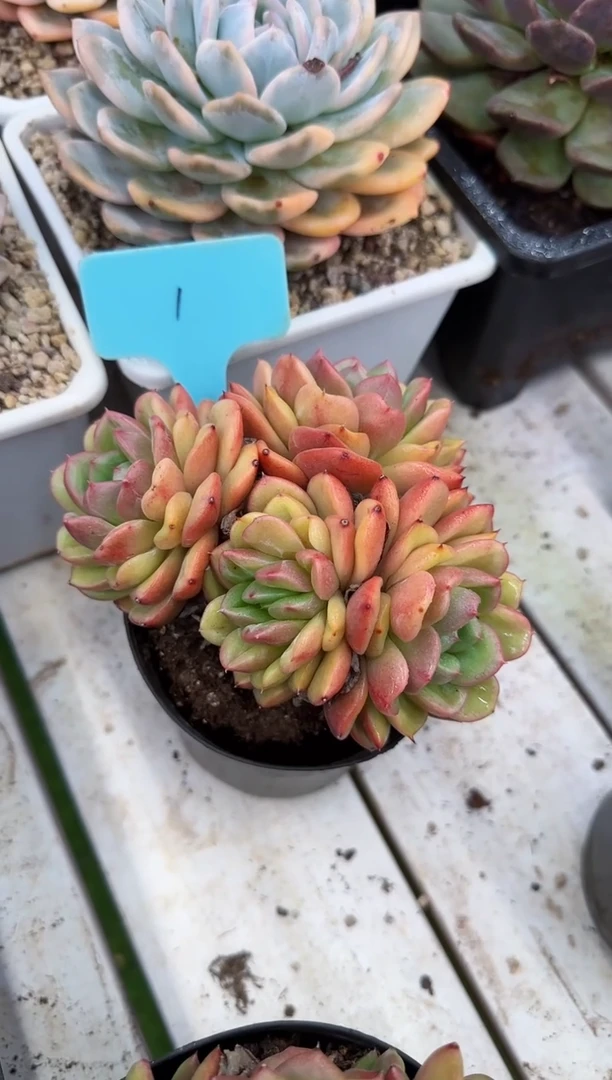 【闪购商品】安可群110#脱土（1）号