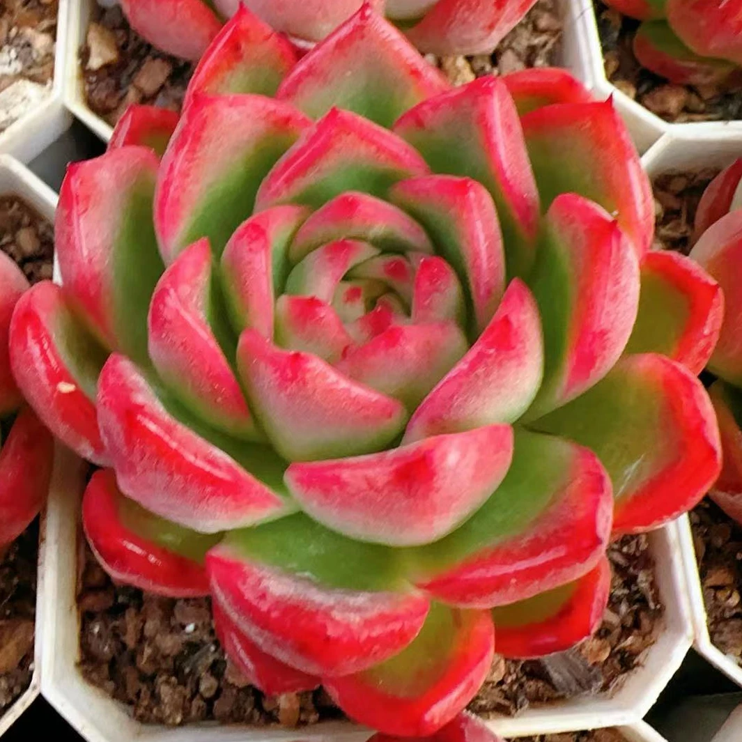 昌源珍妮单头（6cm）脱土金先生精品多肉