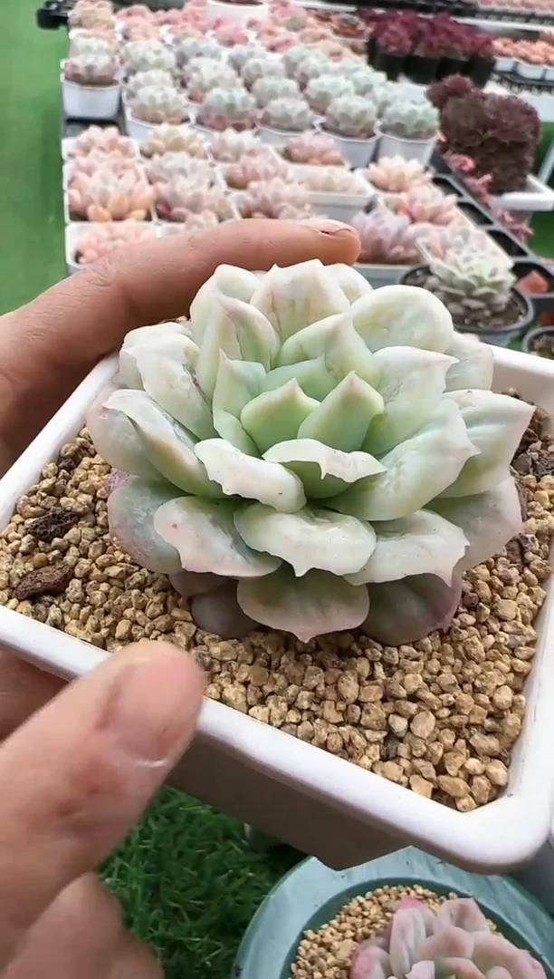 【闪购商品】泡泡纱裙