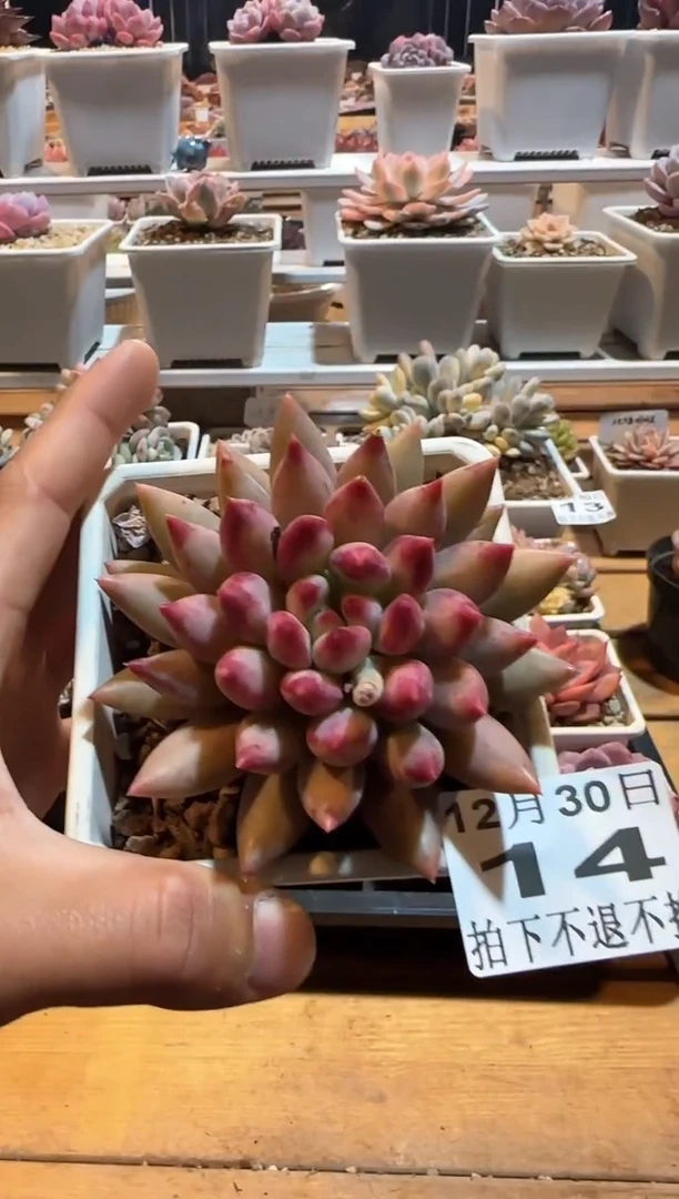 【闪购商品】1230-14虞美人单头