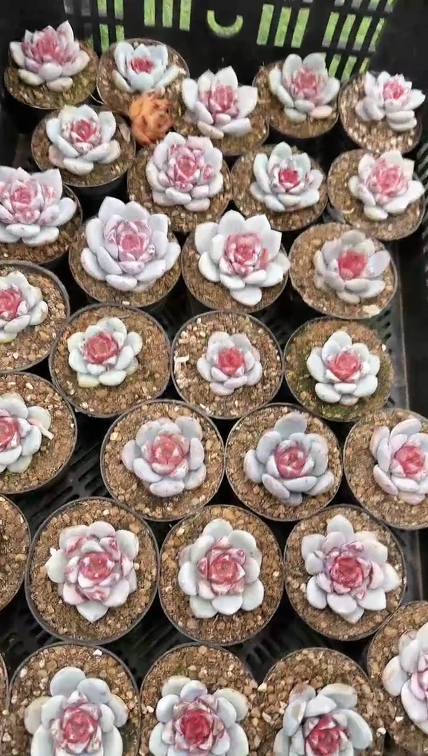 【闪购商品】糖心雪天使脱土