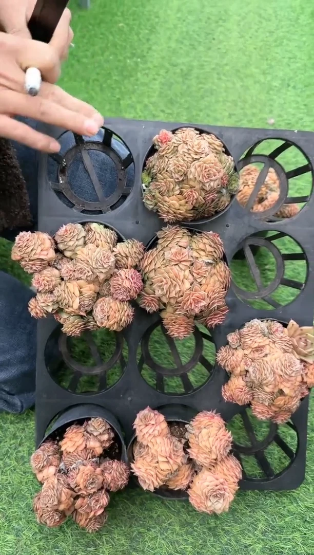 【闪购商品】冰琉璃小群脱土