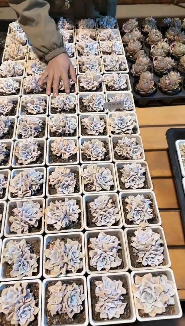 【闪购商品】粉饺子皮双头脱土