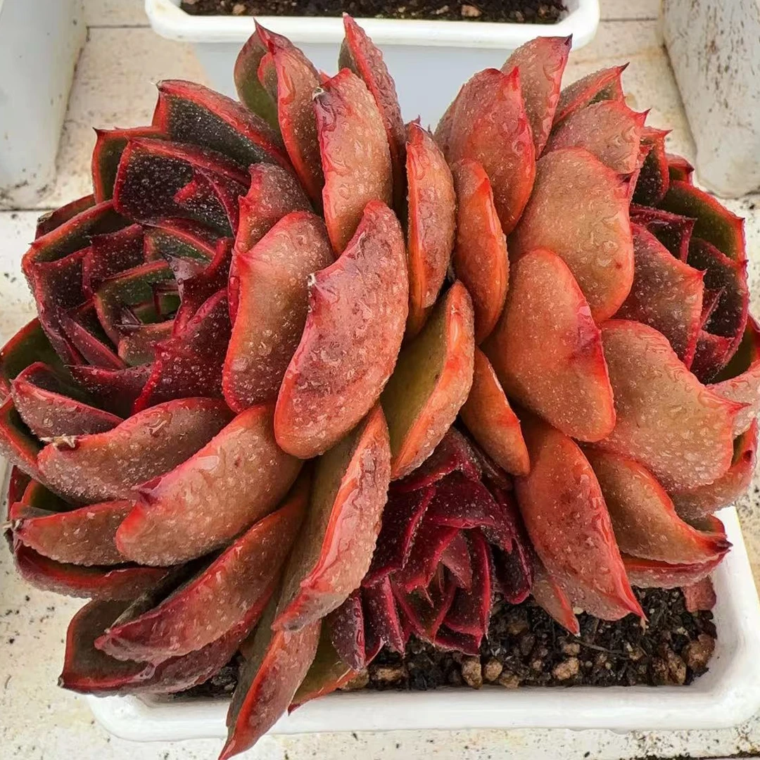 红灯整桩无砍双头（12cm）140#脱土金先生精品多#肉
