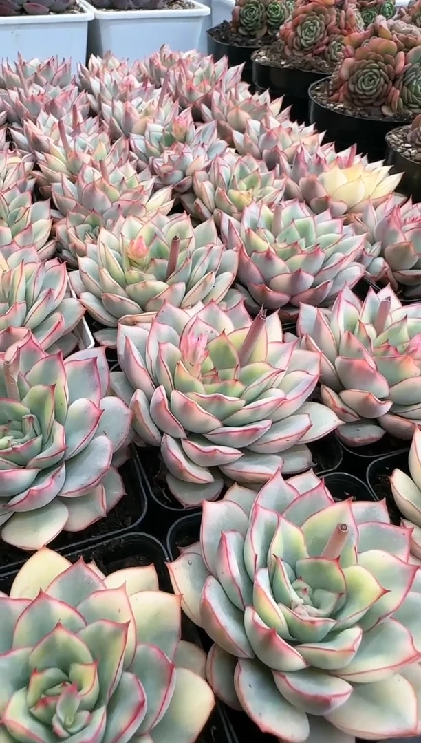 【闪购商品】控养女神锦