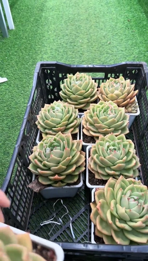 【闪购商品】灵狗的星星140#白方