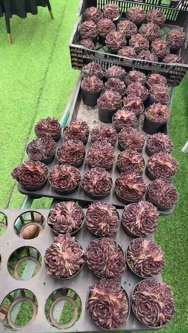 【闪购商品】黑钻3头
