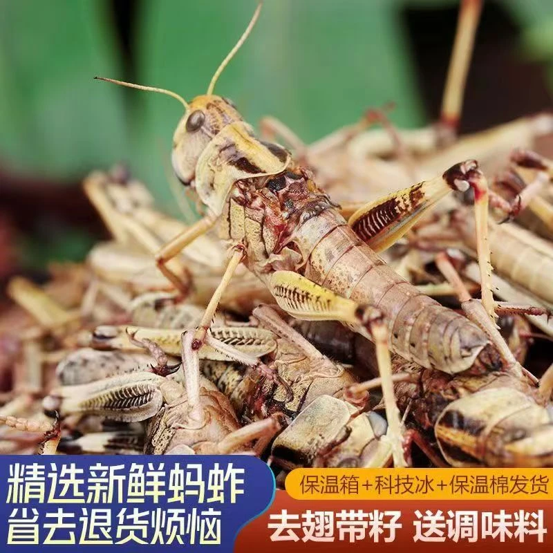 山东蚂蚱当季新鲜蝗虫去翅蚱蜢公母混装油炸烧烤1/2/3斤顺丰包邮