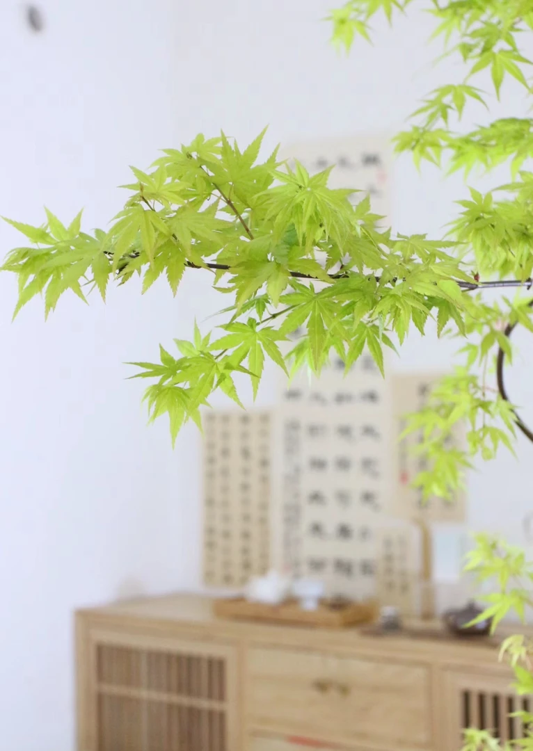 瀑布流泉枫树，自带写艺意境，茶桌边几常备植物发货