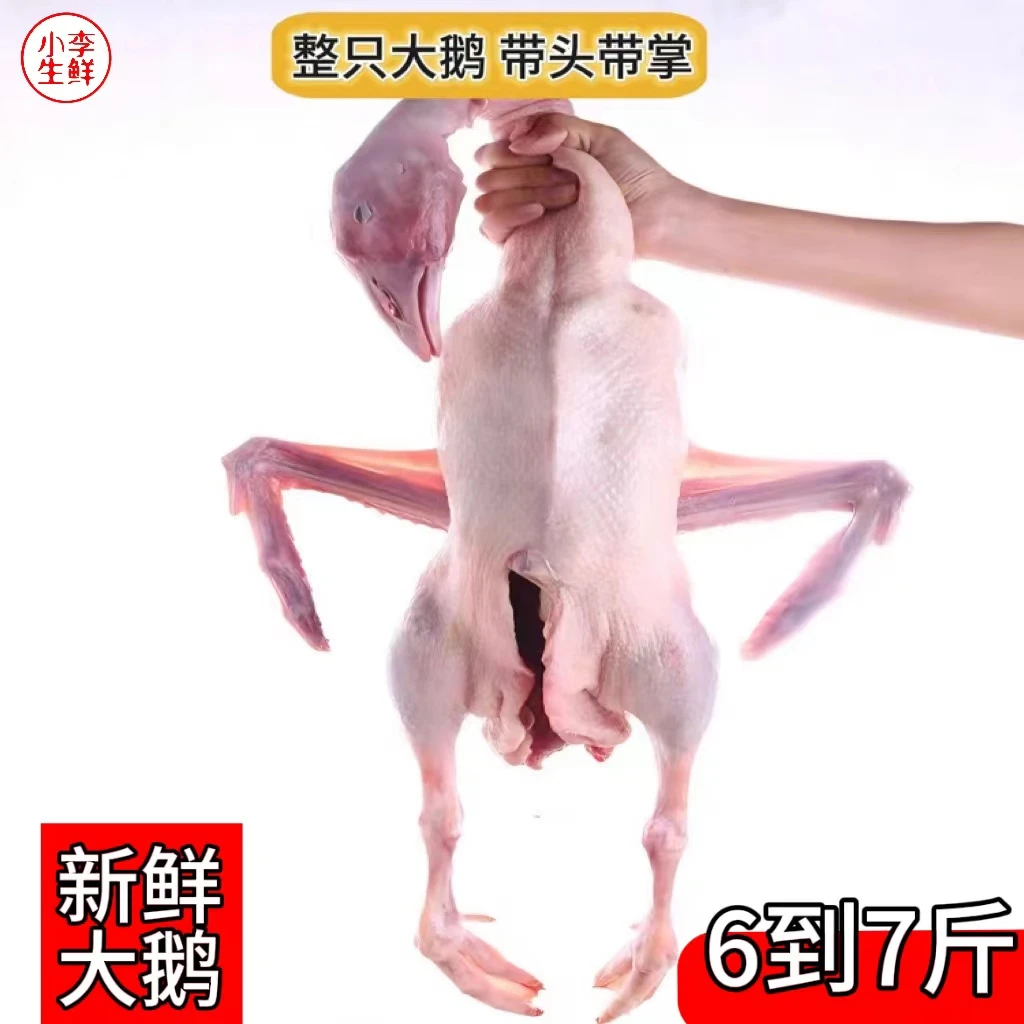 5只新鲜大鹅肉农家散养新鲜大鹅肉白条鹅1只食用仔鹅肉铁锅炖大鹅