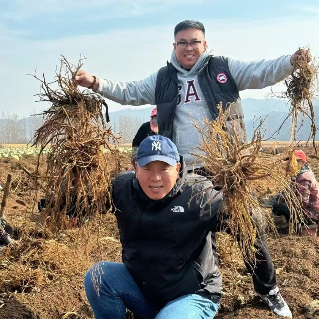 2024新鲜当归东北原产地朝鲜当归品种炖汤煮水秋冬滋补佳品1kg