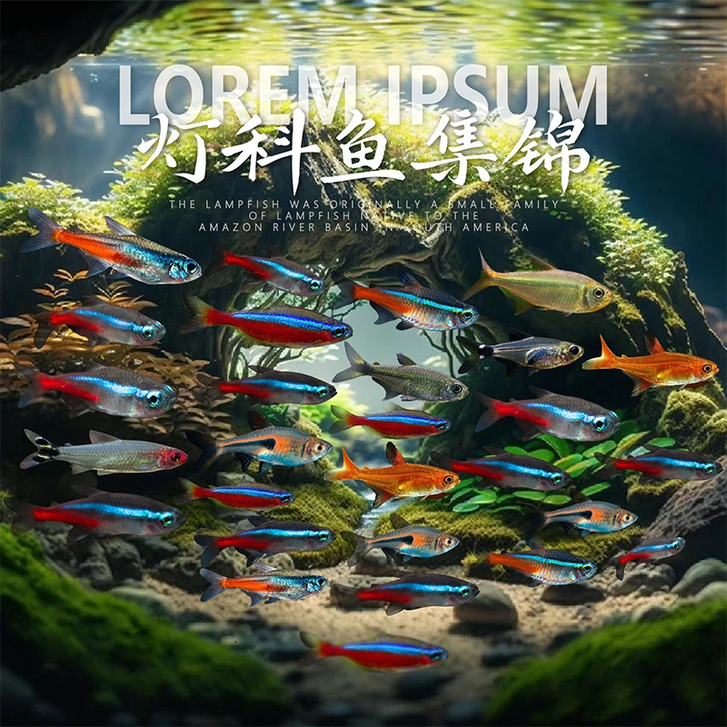 红绿灯鱼观赏鱼活体淡水热带小型灯科群游宝莲灯三角霓虹灯斑马鱼
