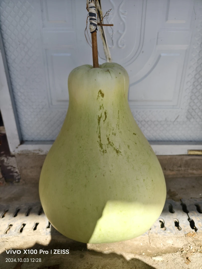 花头大瓢葫芦籽（十粒送两粒）