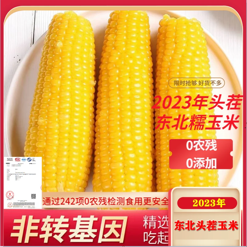 新2023东北头茬糯玉米大果280克8棒+赠2棒非转基因0农残