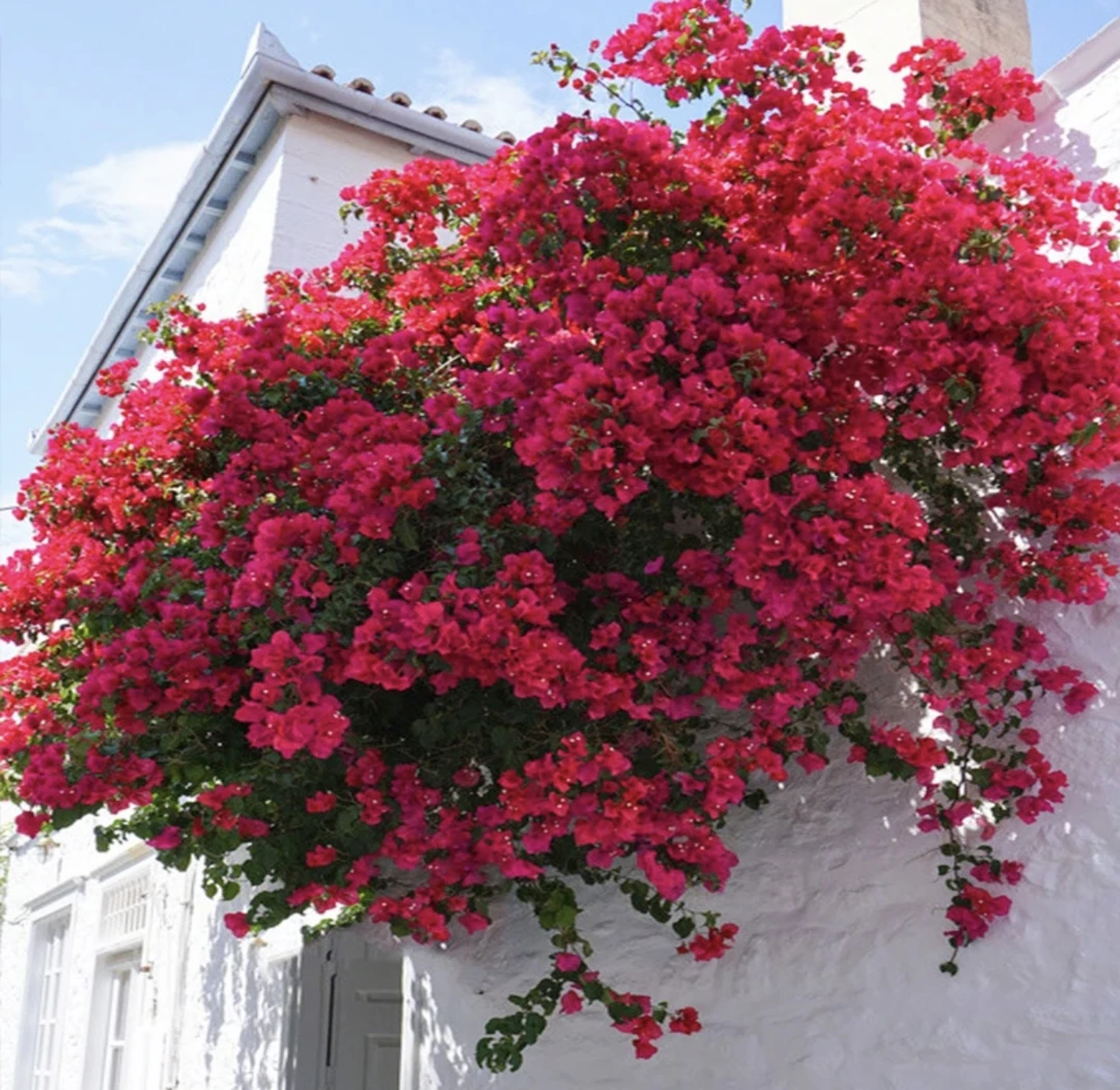 【精品同安红】三角梅可盆栽可地栽可爬藤