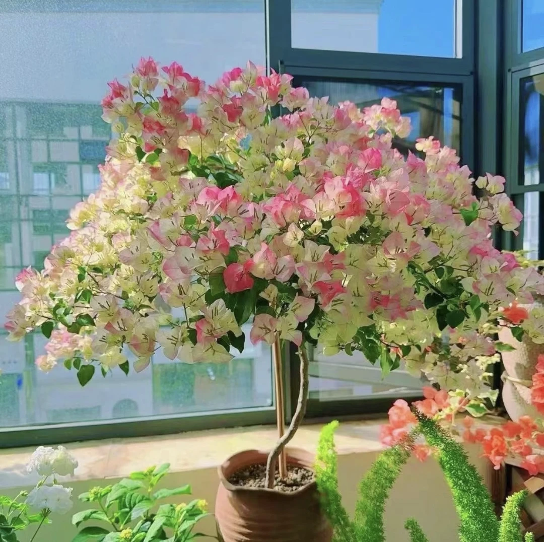 【精品绿樱】包对版，统一修剪护心土球发货