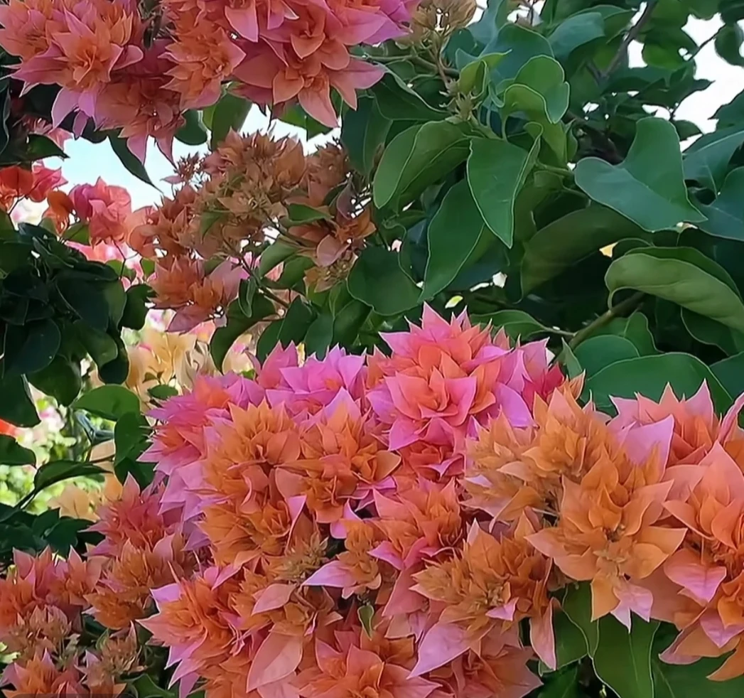 【精品绿叶重橙】三角梅 包对版