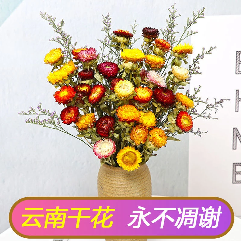 云南真花干花批发小雏菊干花花束客厅摆设装饰七彩菊花瓶干花插花