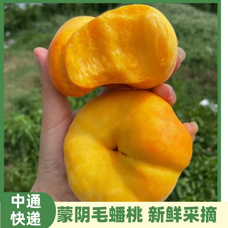 【中通快递】山东蒙阴黄金毛蟠桃彩箱香甜多汁 新鲜采摘皮薄