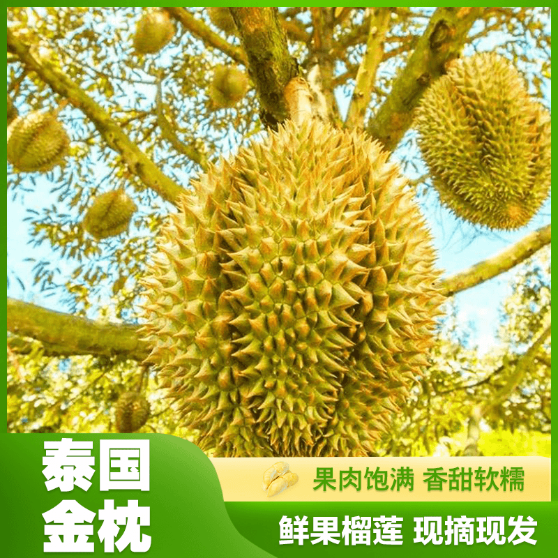 拍一发二【双果共5.1-6斤 保6-10房】泰国金枕榴莲 新鲜 【坏果包赔】