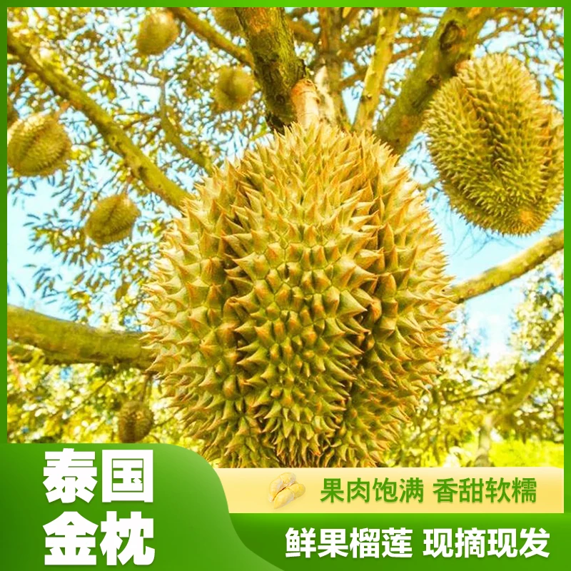 【单人爽3-4斤】A-4泰国金枕榴莲 饱满香甜软糯 多肉皮薄【坏果包赔】