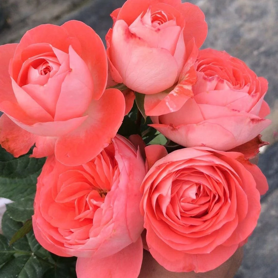 诺娃微型植物大花阳台丰花凤仙花戴安娜