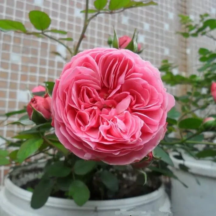 粉色达芬奇藤本凤仙花粉色大花月季秦岭巨蟒种植