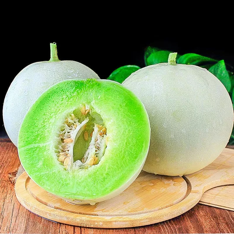 【梧桐果农玉菇甜瓜】山东玉菇甜瓜/软糯香甜/4-4.5斤xbh