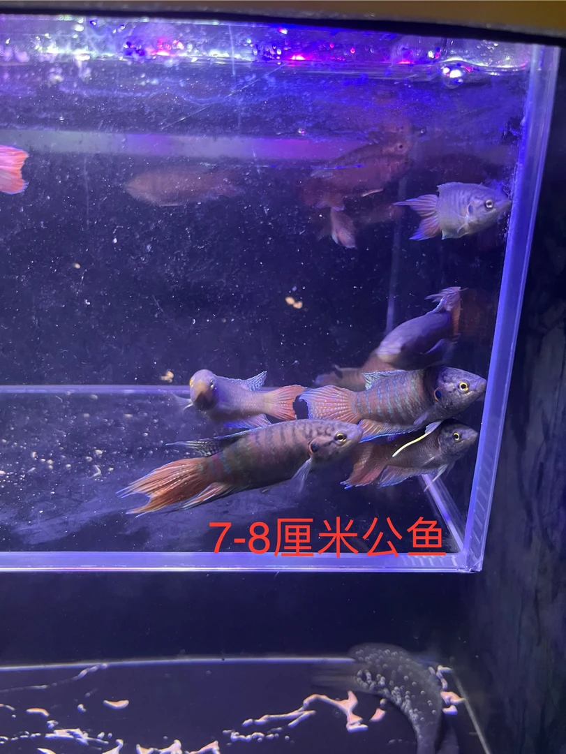 野采原生中国斗鱼菩萨鱼