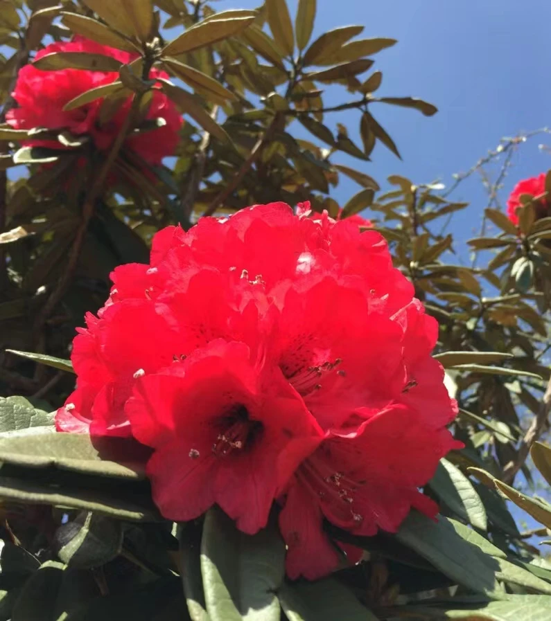 杜鹃花多品种系列盆景素材（一物一拍）