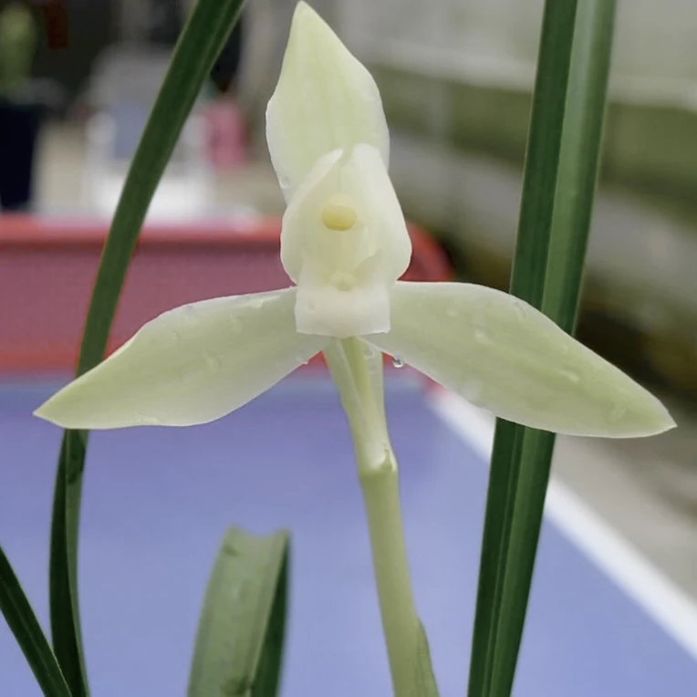 春兰白玉素（兰花）