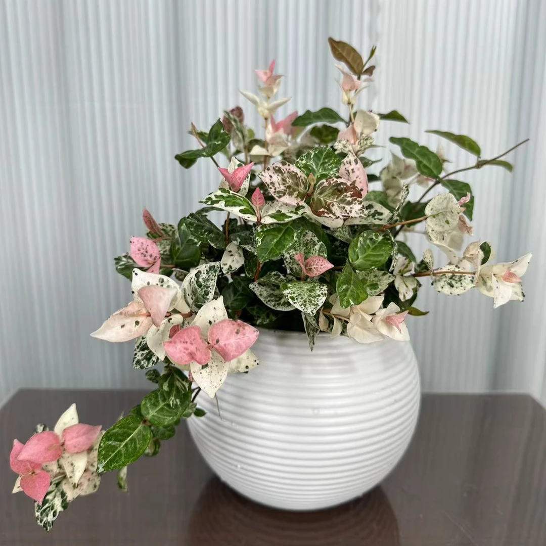 花叶络石精美盆栽 办公桌 餐桌 吊篮 壁挂