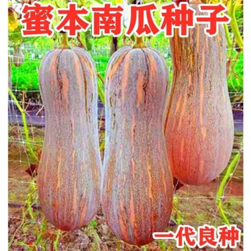 【好易种】栗蜜本南瓜种子甜粉面蜜本甜南瓜高产盆栽早熟蔬菜种子
