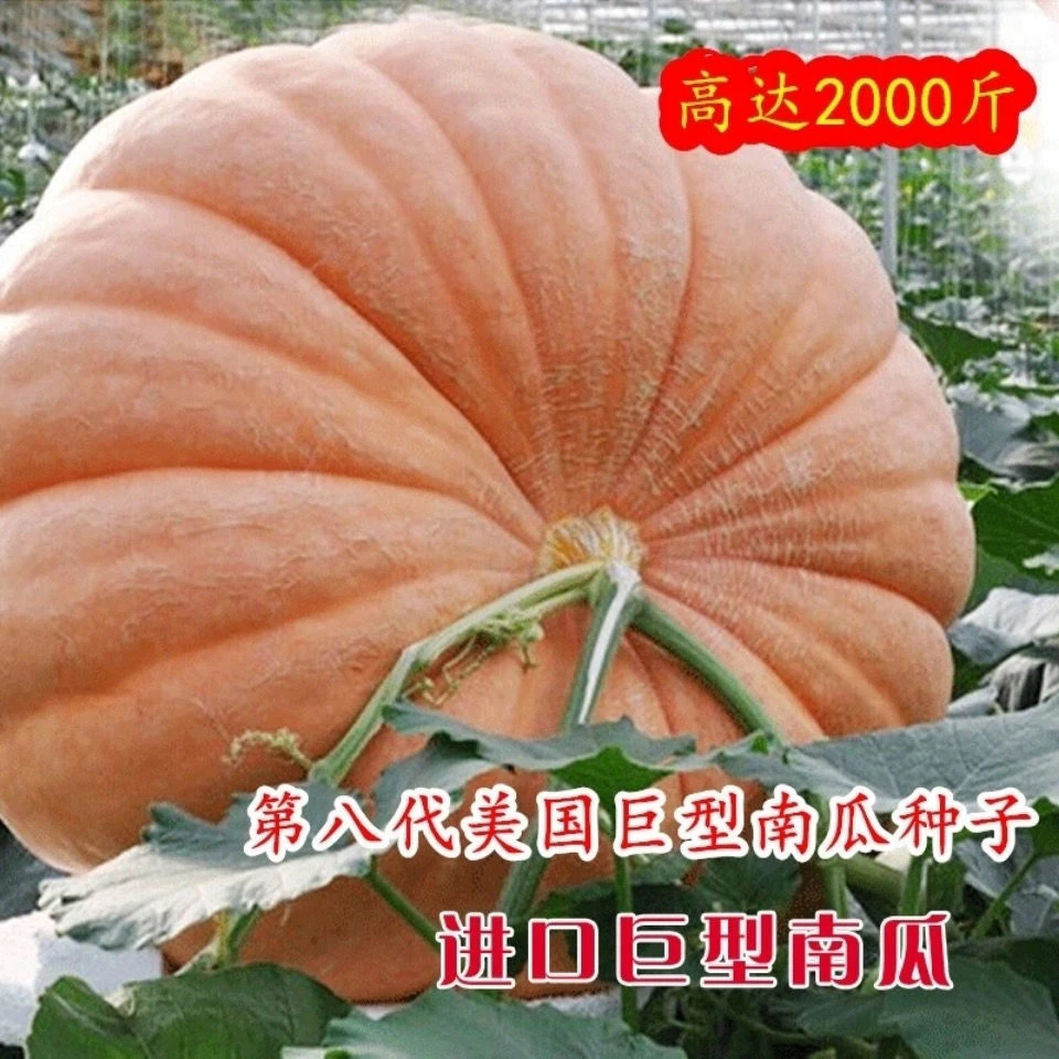 【好易种】超大巨型南瓜种子抗病大型南瓜籽观赏可食用高蔬菜种子