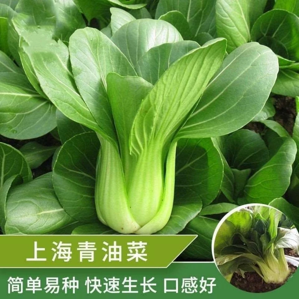 【易种植】【原包装上海青菜种子】四季播高产上海青菜种子农种球