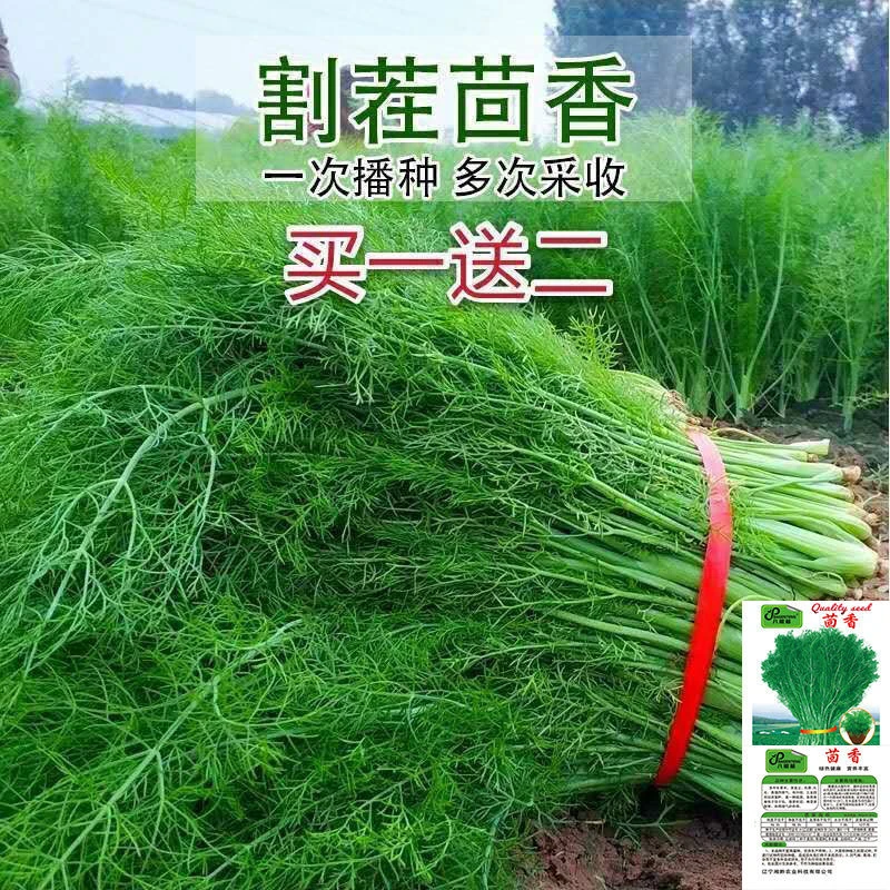 【好易种】割茬茴香种子春季秋季多次采收小茴香种子四季蔬菜种子
