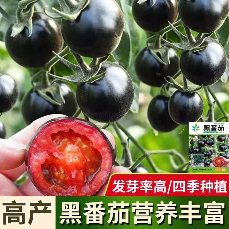 【好易种】正宗黑番茄种子特色西红柿黑色小番茄营养高产蔬菜种子