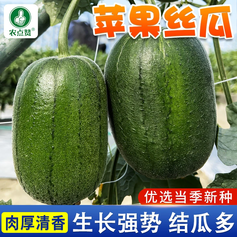 【好易种】台湾苹果丝瓜种子肉丝瓜种籽子盆栽籽种蔬菜四蔬菜种子