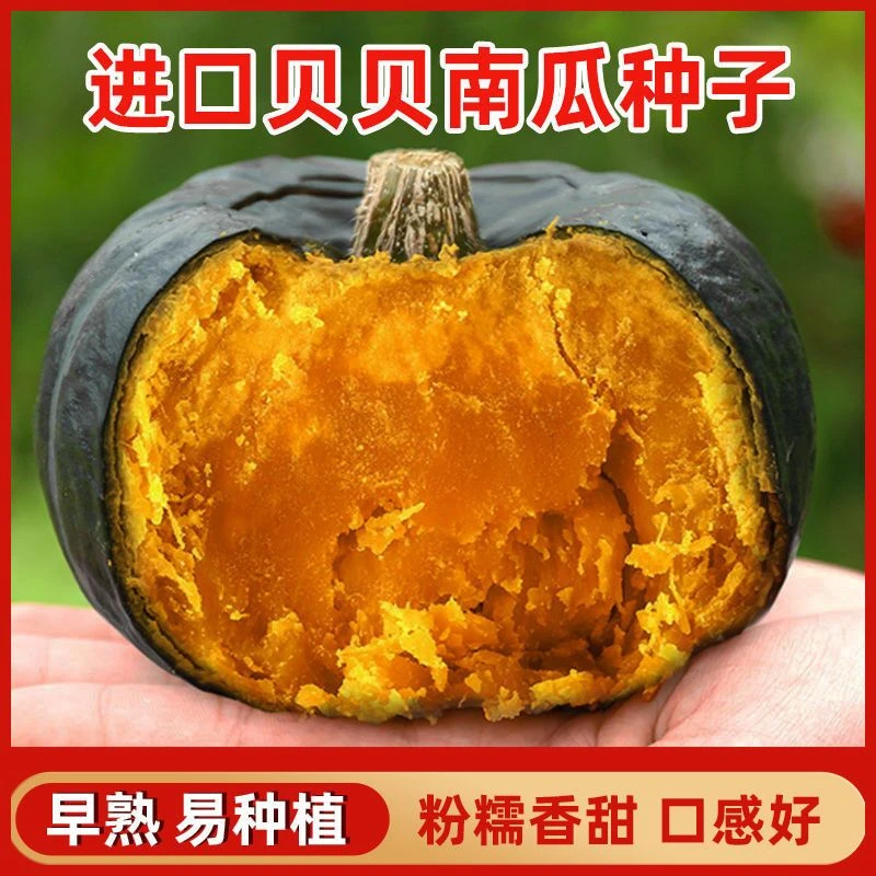 【好易种】高产绿红贝贝南瓜种子日本板栗小南瓜新品种甜蔬菜种子
