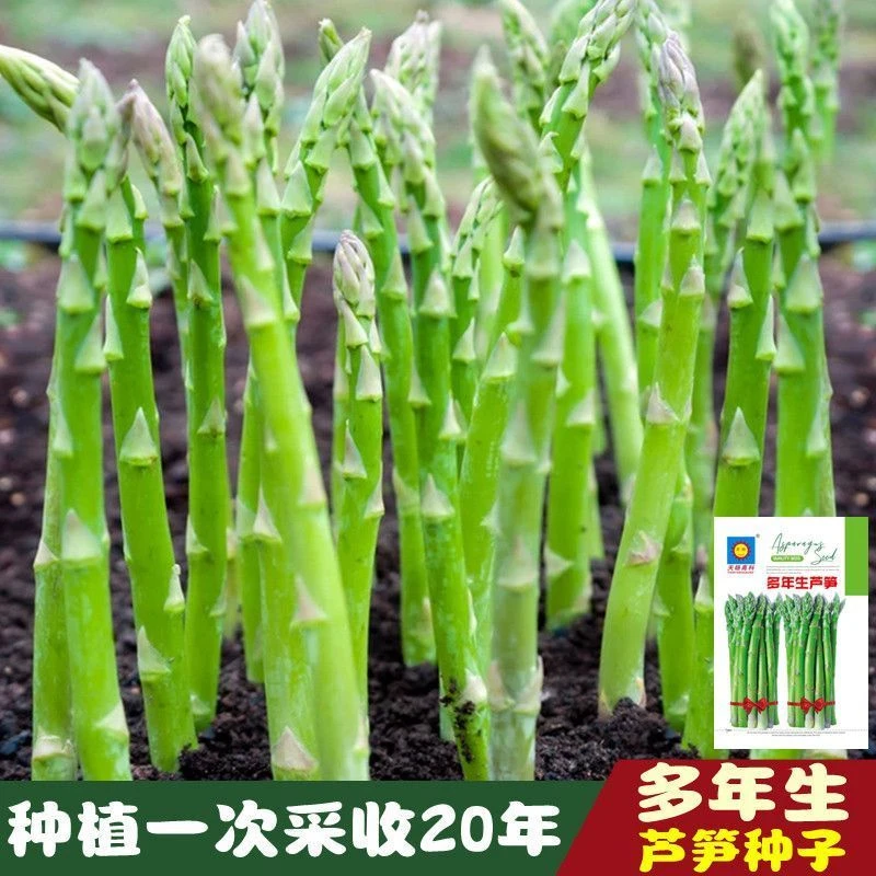 【好易种】多年生芦笋种子四季种庭院盆栽芦笋籽有机蔬菜蔬菜种子
