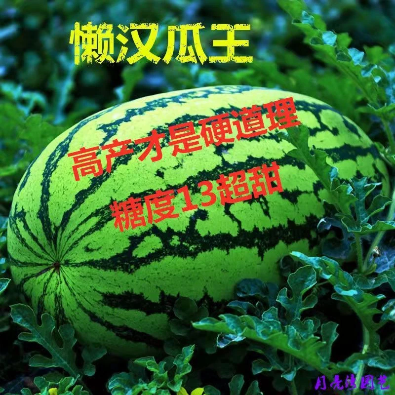 【好易种】懒汉瓜王西瓜种子特大高产甜早熟四季播种少籽蔬菜种子