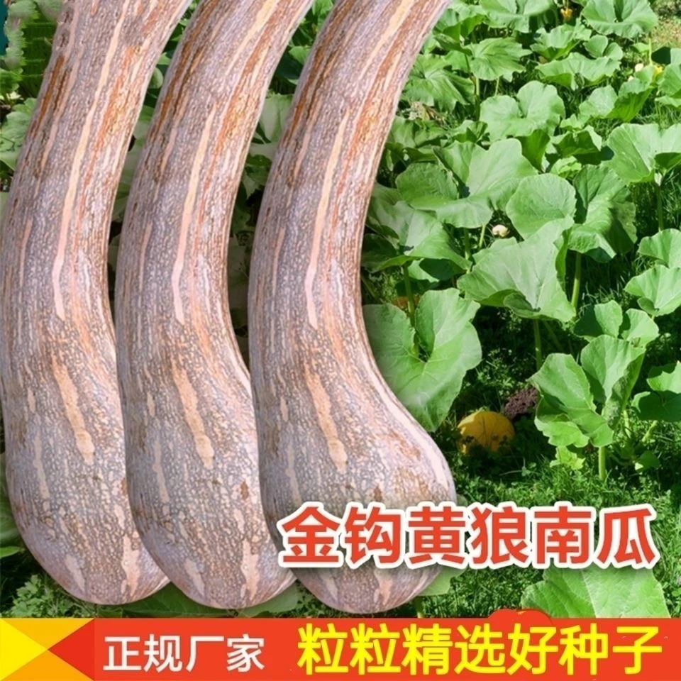 金钩南瓜~每袋约20粒