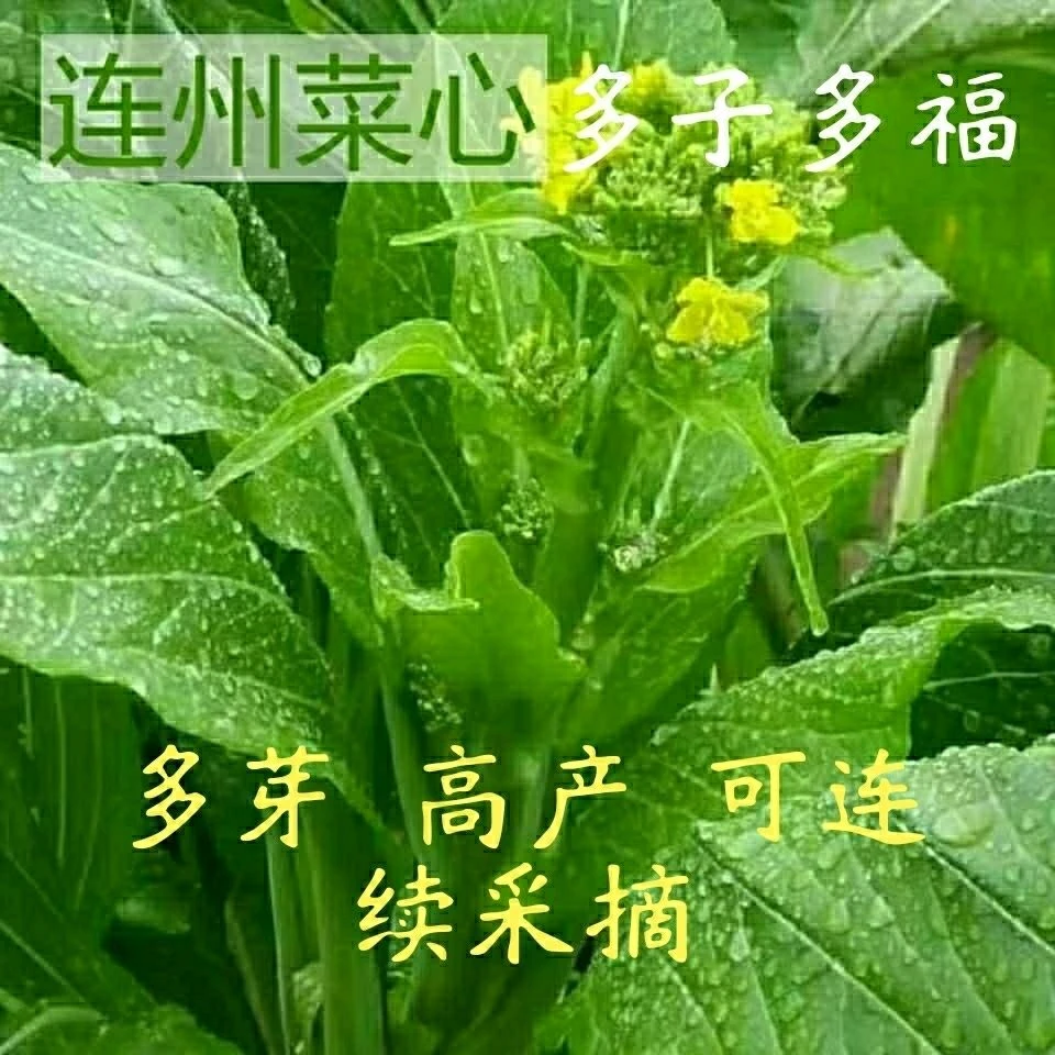 【好易种】连州甜菜心种籽多芽甜菜心增城迟菜心油菜苔高脚菜种球