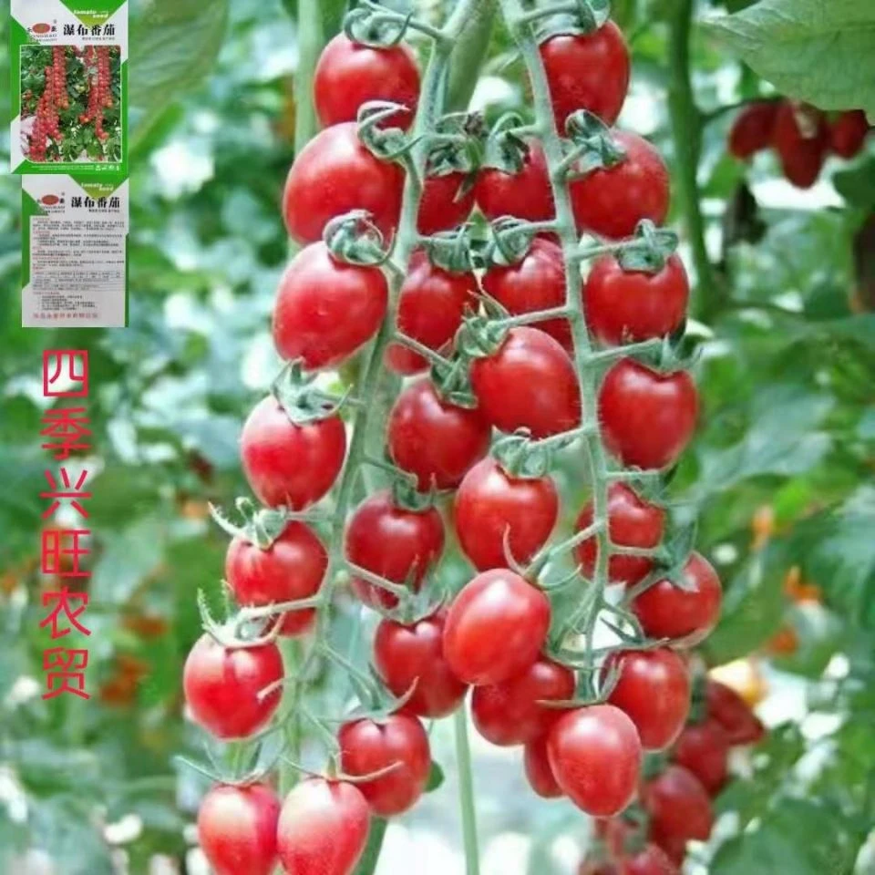 【好易种】高产瀑布小番茄种子种籽千禧圣女果樱桃西红柿蔬菜种子