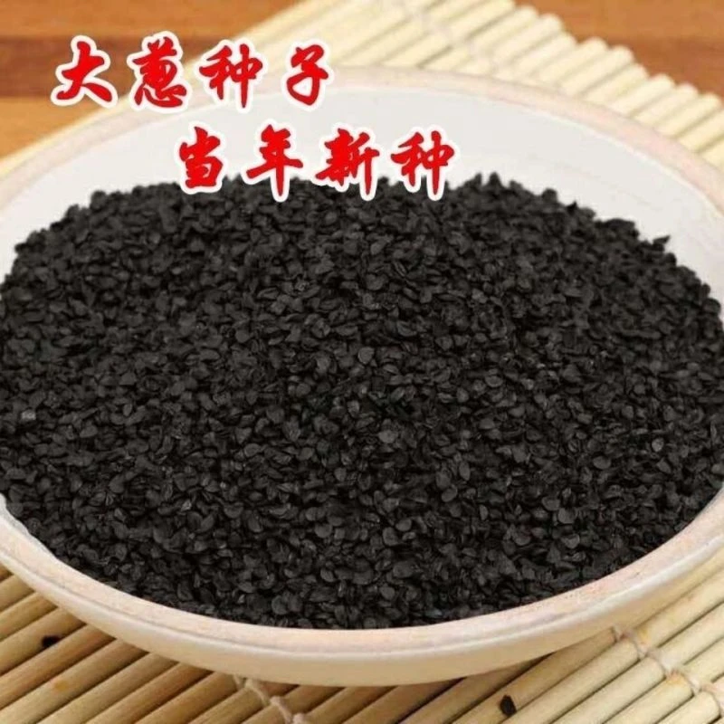 【好易种】正宗章丘铁杆大葱种子高产耐寒山东四季播高产蔬菜种子