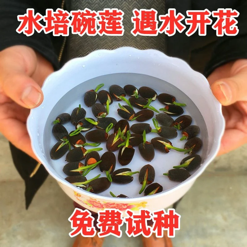 【易种植】四季播种碗莲种子已开口水培植物睡莲荷花种子室内种球