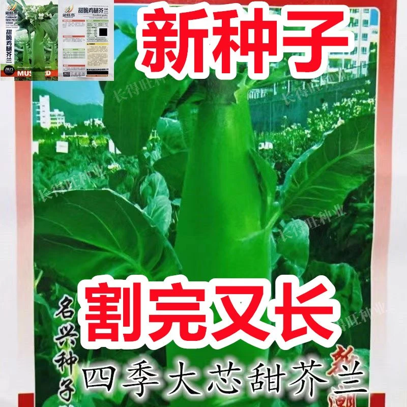 【好易种】鸡腿芥蓝种子芥兰菜种子春季耐热蔬菜种子蔬菜种子