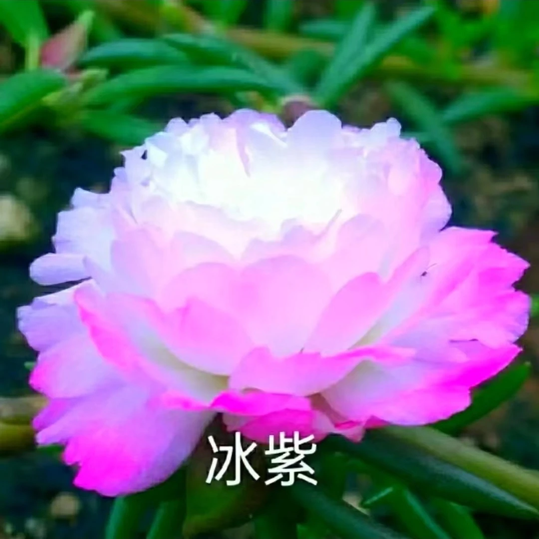 【好易种】进口八层太阳花特大四季盆栽开花卉种籽易活花种子种球