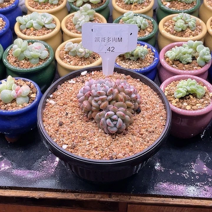 滨哥多肉M42星星橙朵朵带胸花