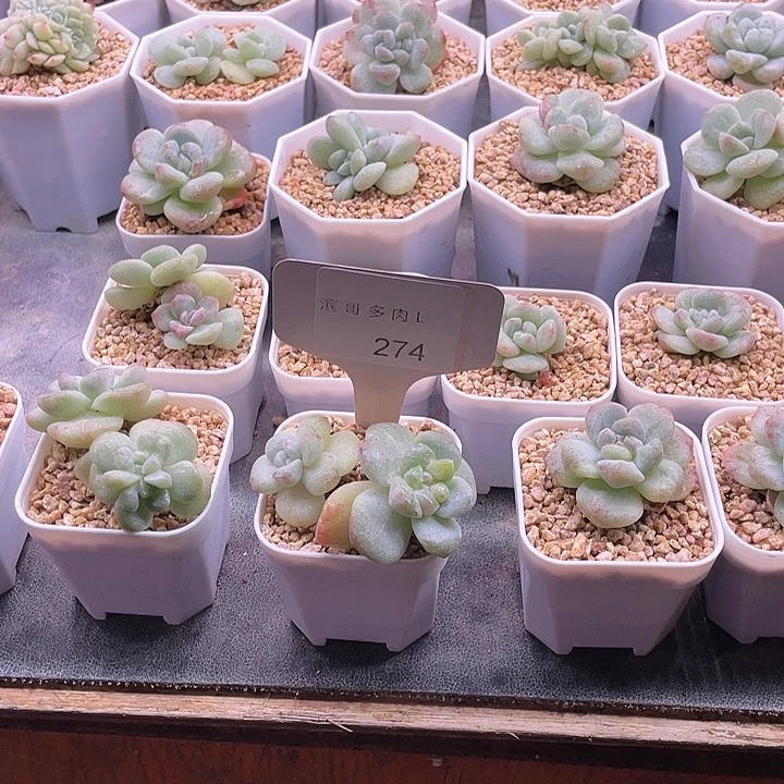 滨哥多肉L274冰玉石化下播福利